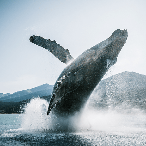 Whale breaching in Alaska. Click to watch video.