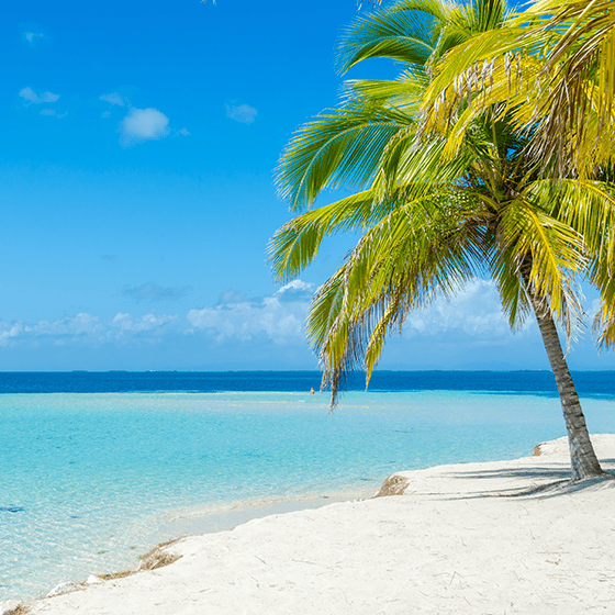White sandy beach with palm tree in the Caribbean. Click to watch video.