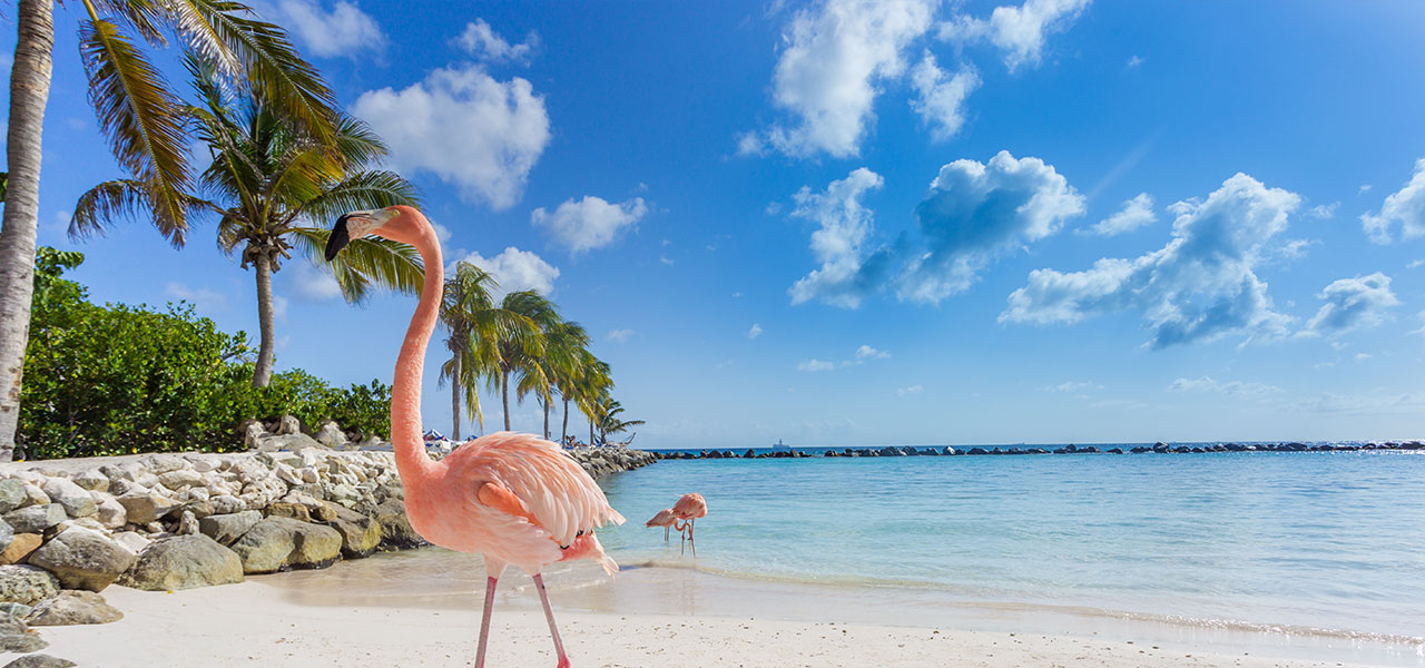 Image of famous pink flamingos of Bonaire walking the beautiful beaches
