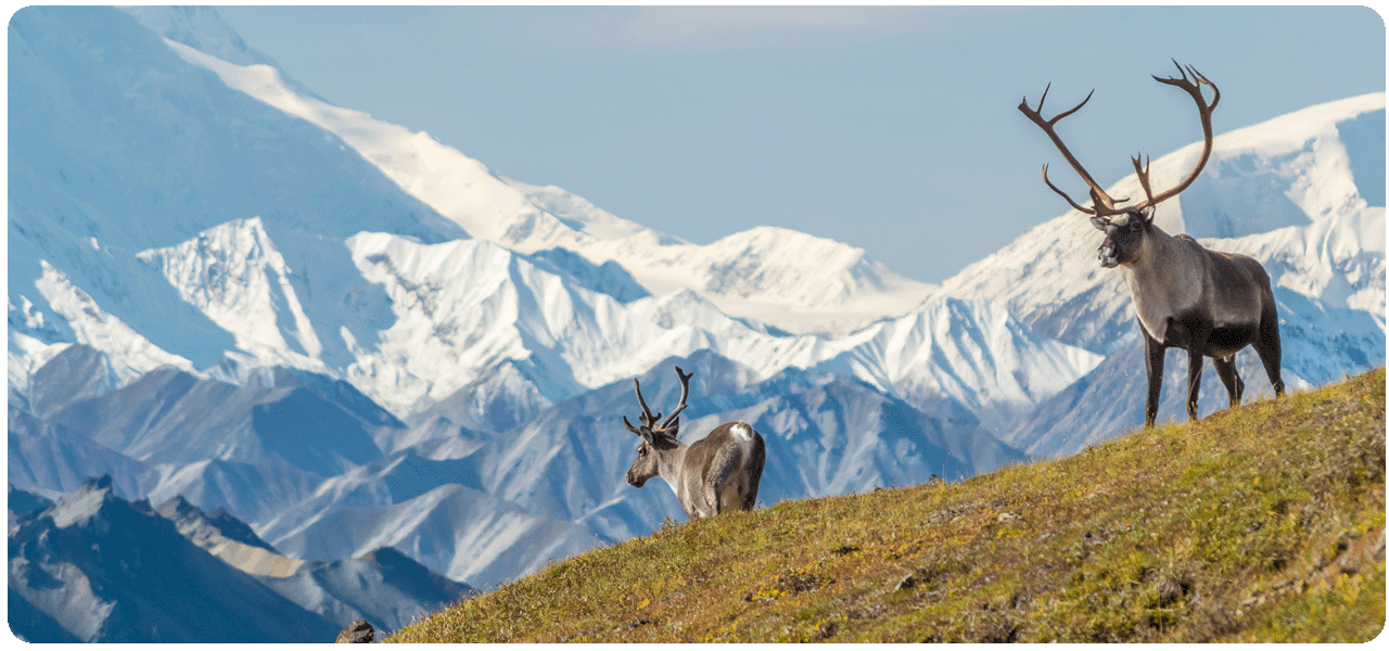 Two caribou bulls in front of Mt. Denali in Denali National Park. Click here to learn more.