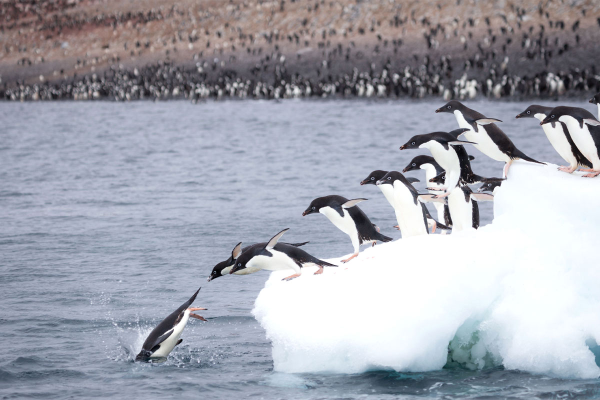 Mawson's Antarctica: Along the East Coast