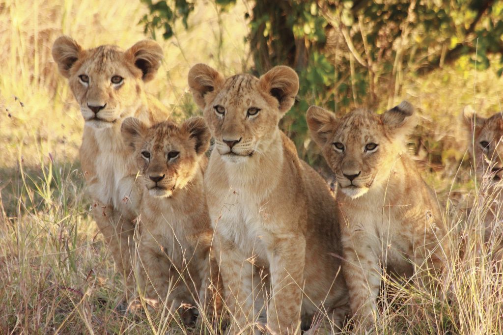 Intrepid Wants Tourists to ‘Walk Away’ From Lion Walks - TravelPress