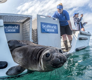 SeaWorld Suspends Sea Lion, Otter Show to Care for Rescues - Times of San  Diego