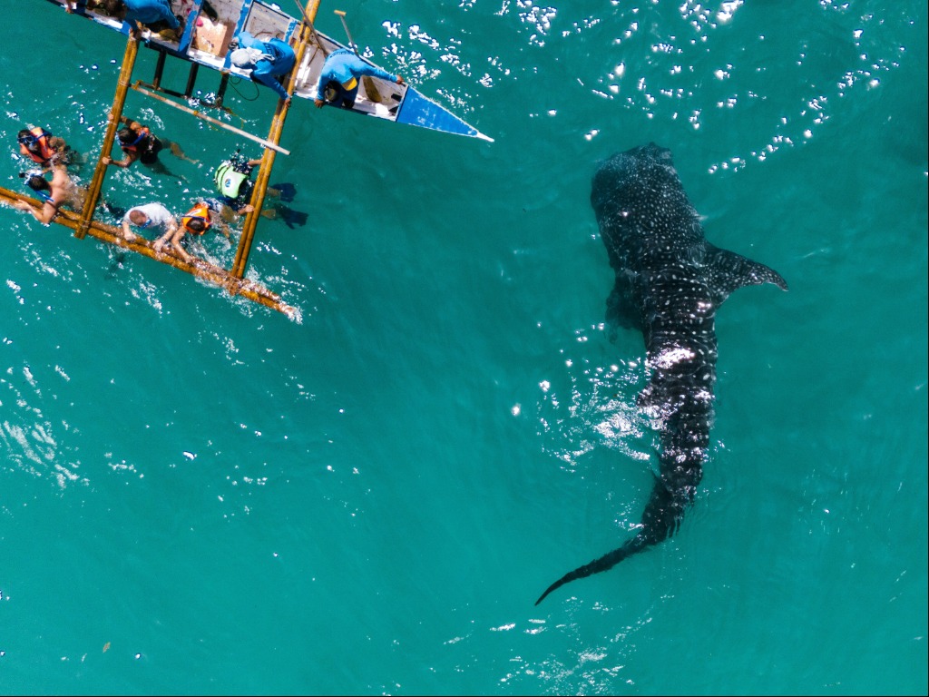 La Paz, Baja California Sur begins its enchanting marine life season